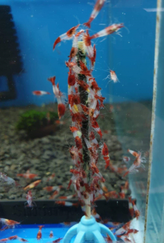 Preview: Nano-Lollies M.E.G.A. (12 Stück)